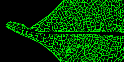 Image showing the venation network of a plant leaf